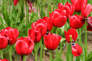 Tulips at Wooden Shoe Tulip Farm