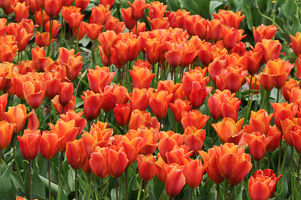 Tulips at Wooden Shoe Tulip Farm