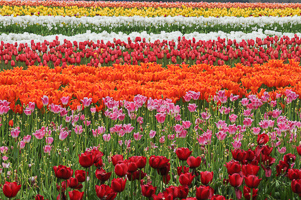 Tulips at Wooden Shoe Tulip Farm