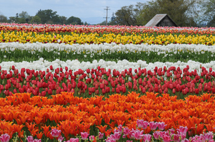 Tulips at Wooden Shoe Tulip Farm