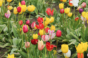 Tulips at Wooden Shoe Tulip Farm