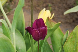 Tulips at Wooden Shoe Tulip Farm