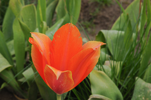 Tulips at Wooden Shoe Tulip Farm