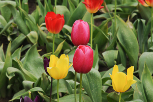 Tulips at Wooden Shoe Tulip Farm