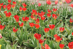 Tulips at Wooden Shoe Tulip Farm