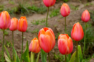 Tulips at Wooden Shoe Tulip Farm