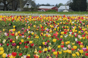 Tulips at Wooden Shoe Tulip Farm