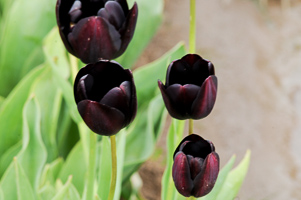 Tulips at Wooden Shoe Tulip Farm