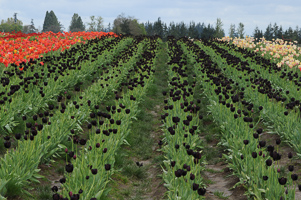 Tulips at Wooden Shoe Tulip Farm