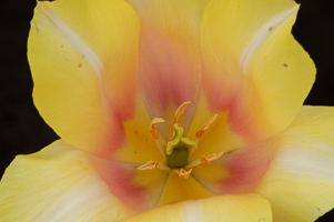 Tulips at Wooden Shoe Tulip Farm