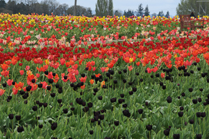 Tulips at Wooden Shoe Tulip Farm