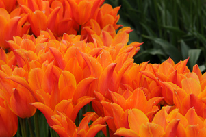 Tulips at Wooden Shoe Tulip Farm