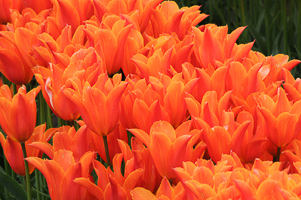 Tulips at Wooden Shoe Tulip Farm