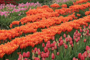 Tulips at Wooden Shoe Tulip Farm