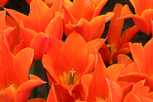 Tulips at Wooden Shoe Tulip Farm
