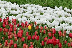 Tulips at Wooden Shoe Tulip Farm