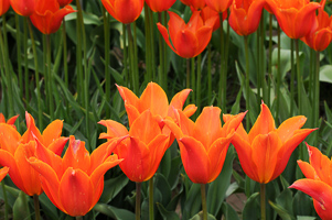Tulips at Wooden Shoe Tulip Farm