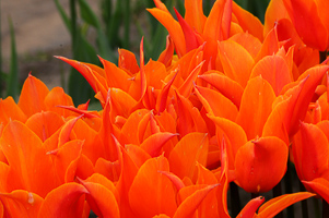 Tulips at Wooden Shoe Tulip Farm