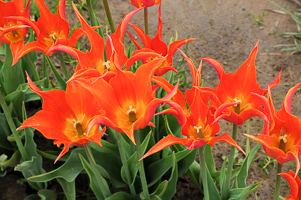 Tulips at Wooden Shoe Tulip Farm