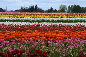 Tulips at Wooden Shoe Tulip Farm