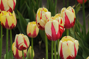 Tulips at Wooden Shoe Tulip Farm