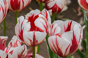 Tulips at Wooden Shoe Tulip Farm