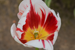 Tulips at Wooden Shoe Tulip Farm