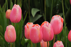 Tulips at Wooden Shoe Tulip Farm