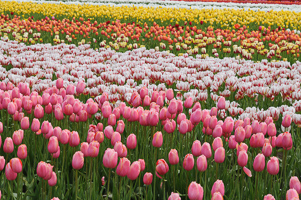 Tulips at Wooden Shoe Tulip Farm