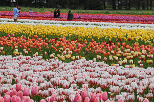 Tulips at Wooden Shoe Tulip Farm