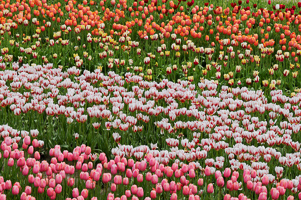 Tulips at Wooden Shoe Tulip Farm