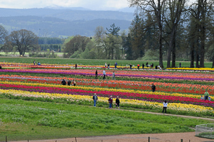 Tulips at Wooden Shoe Tulip Farm