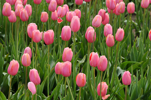 Tulips at Wooden Shoe Tulip Farm