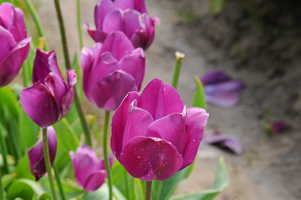 Tulips at Wooden Shoe Tulip Farm