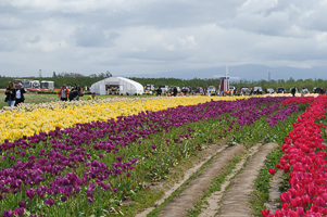 Tulips at Wooden Shoe Tulip Farm