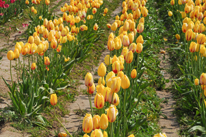 Tulips at Wooden Shoe Tulip Farm