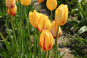 Tulips at Wooden Shoe Tulip Farm