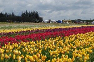 Tulips at Wooden Shoe Tulip Farm