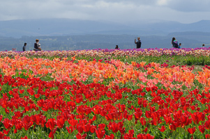 Tulips at Wooden Shoe Tulip Farm
