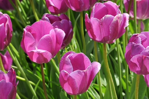 Tulips at Wooden Shoe Tulip Farm