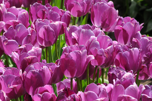 Tulips at Wooden Shoe Tulip Farm