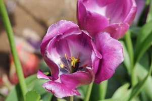 Tulips at Wooden Shoe Tulip Farm