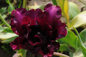 Tulips at Wooden Shoe Tulip Farm