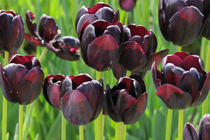 Tulips at Wooden Shoe Tulip Farm