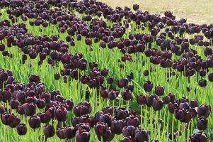 Tulips at Wooden Shoe Tulip Farm