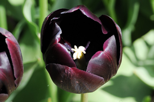 Tulips at Wooden Shoe Tulip Farm