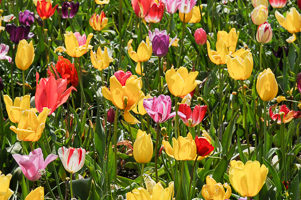 Tulips at Wooden Shoe Tulip Farm