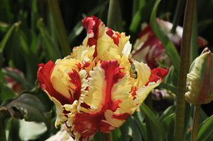 Tulips at Wooden Shoe Tulip Farm