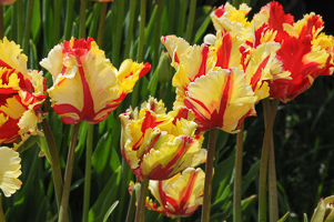 Tulips at Wooden Shoe Tulip Farm