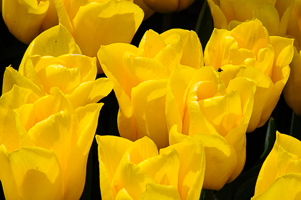 Tulips at Wooden Shoe Tulip Farm